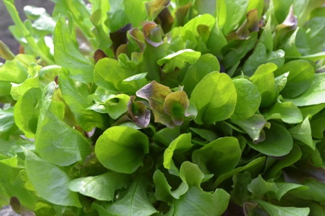Salad leaves